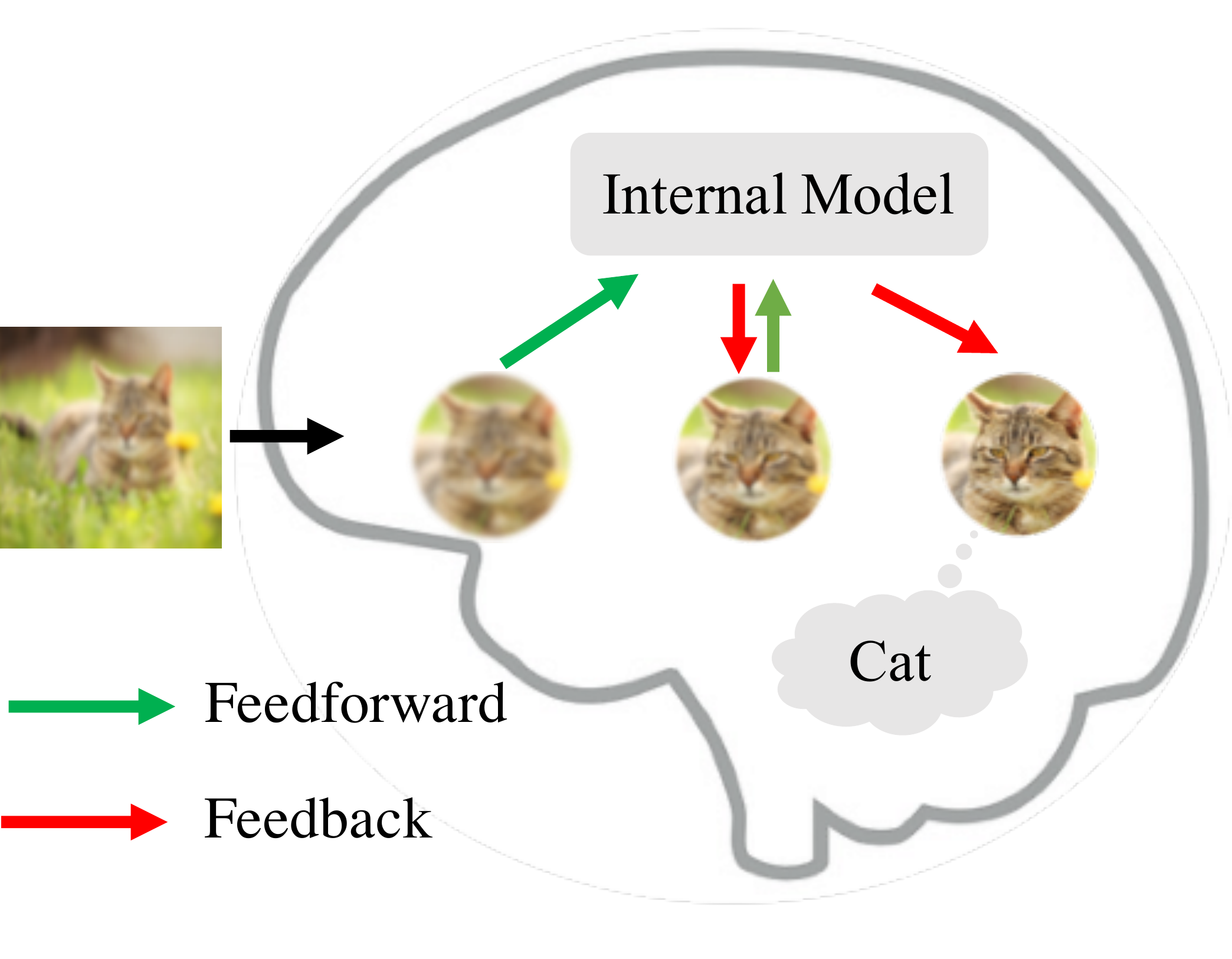 An intuitive illustration of recurrent generative feedback in human visual perception system. [fig:intuition] 