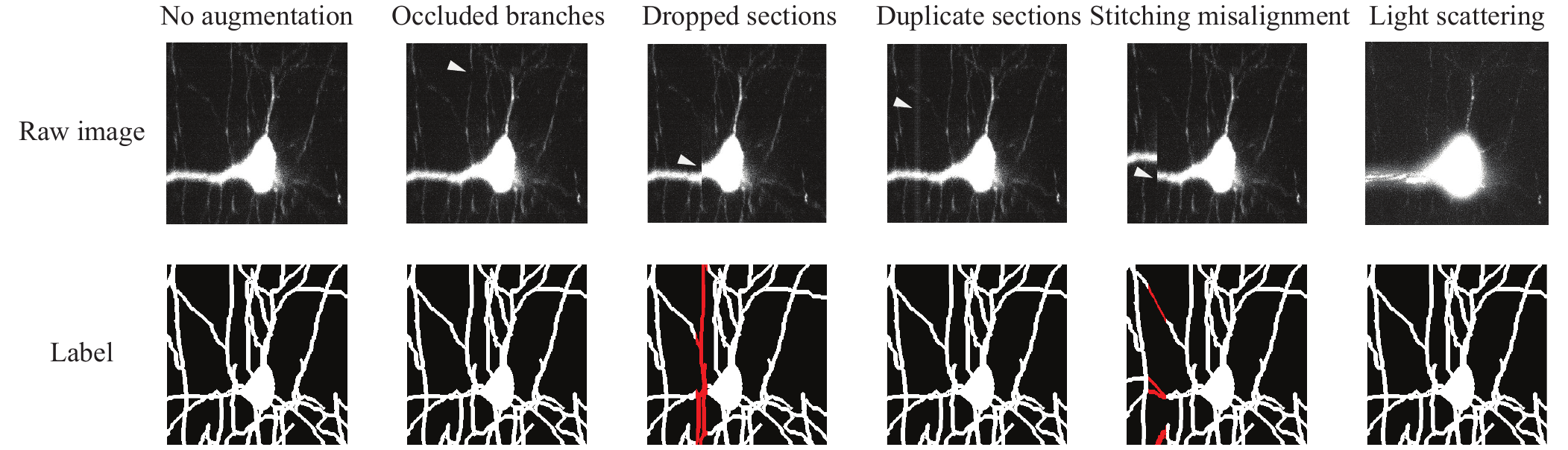 Data augmentations. (From left to right) No augmentation provides no augmentation on the raw image or the ground-truth. Occluded branches simulates a loss of a localized signal due to lack of fluorescence. Stitching misalignment simulates a stitching misalignment between two image volumes. Light scattering simulates a blurred image due to light scattering in the cleared tissue. Duplicate sections simulates a halt of the stage and an imaging of duplicate sections. Dropped sections simulates a jump of the stage and a missing image section. Artifacts in the raw images are identified by arrows while the corresponding changes in the labels are identified in red. 